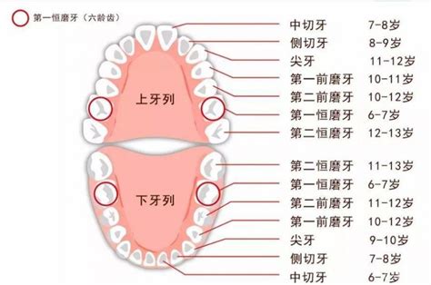 人有多少牙